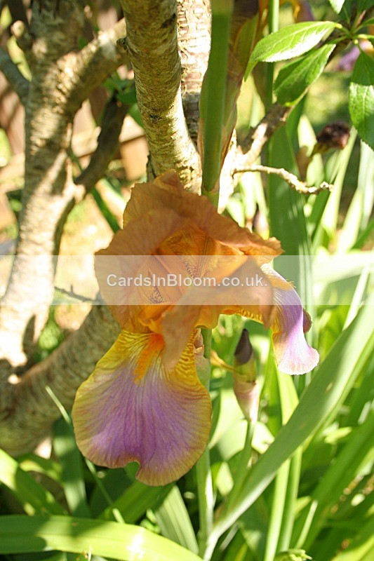 Iris 1050 - IRISES