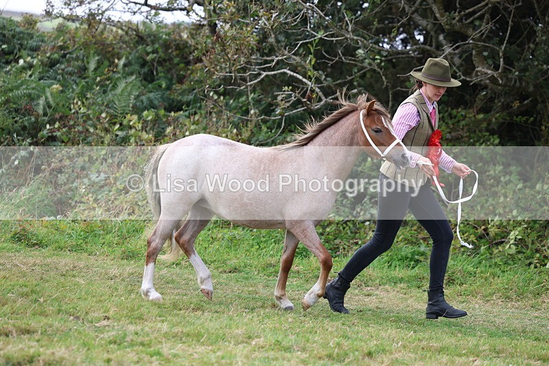 3E7A5642 - In Hand Championship