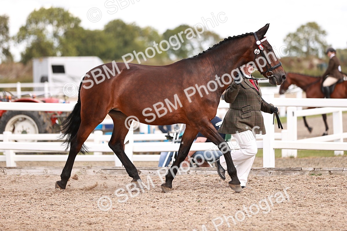 SBM_14192 - Class 407 - IH Hack Riding Horse