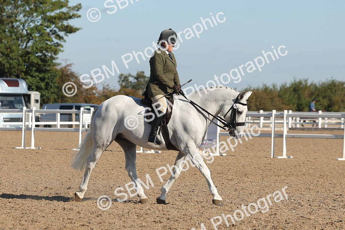 SBM_12208 - Class 303 - Ridden Pure Bred Horse Pony