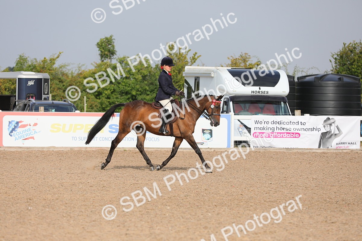 SBM_10667 - Class 303 Ridden Pure Bred Horse/Pony (excl M&M)