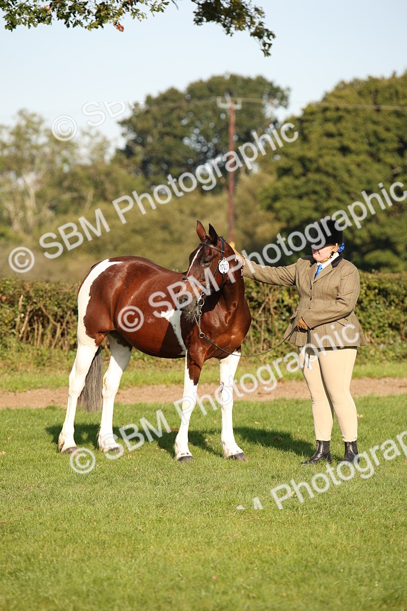 SBM_58765 - S51 - Piebald & Skewbald Horse In Hand