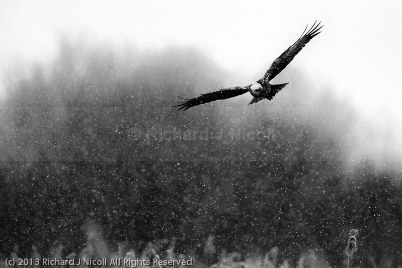 Marsh Harrier (Circus aeruginosus) in the Snow - Marsh Harrier (Circus aeruginosus)