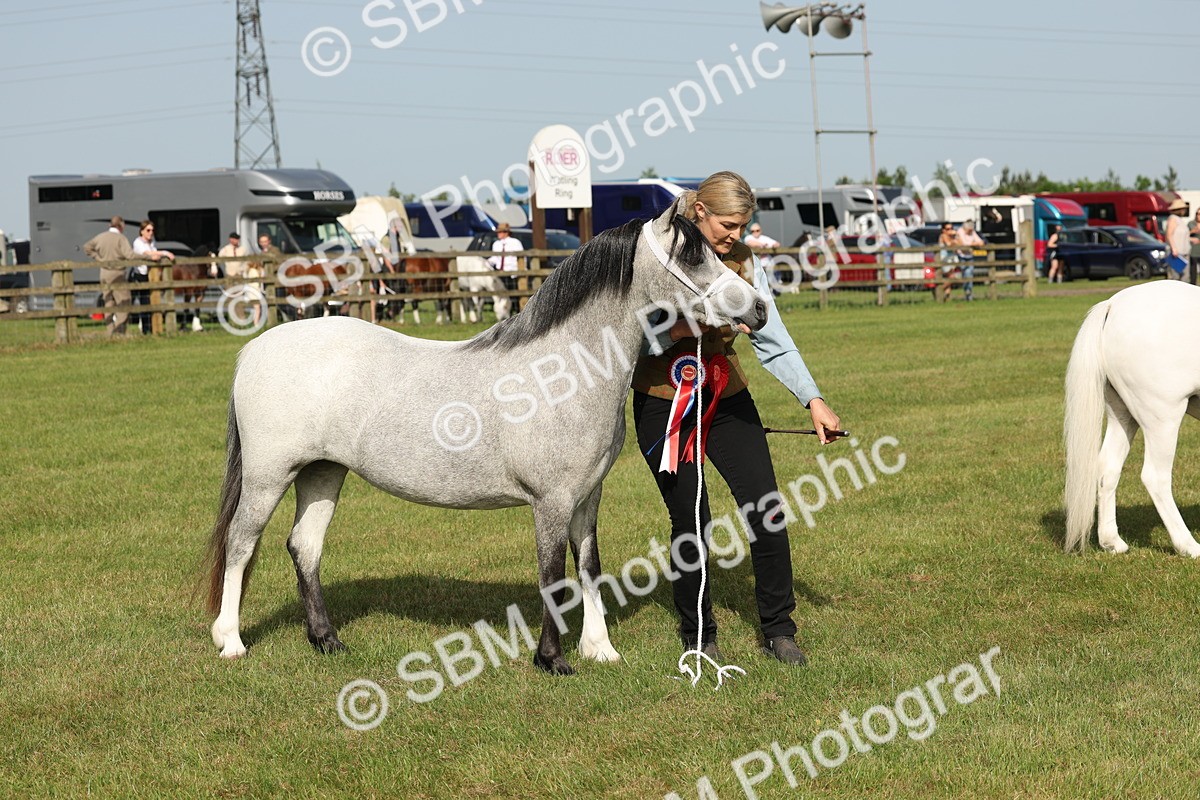 SBM_00654 - Class 6-13 - Mountatin and Moorland In Hand Welsh Breeds