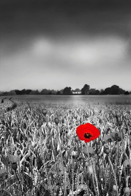 Corn Poppy - Suffolk - Landscapes