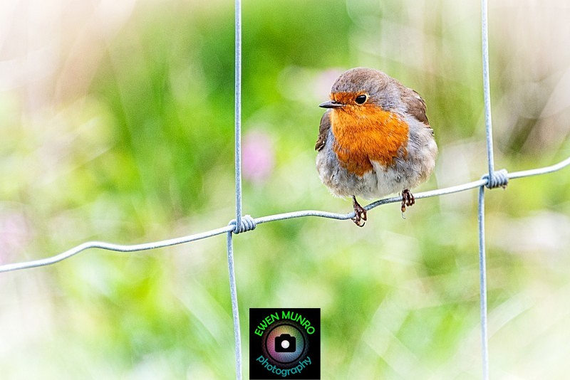 BBG-01-Robin by the roadside, Oban, Argyll - Countryside & Garden Birds