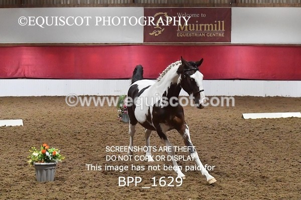 BPP_1629 - MORNING 9AM - 12PM