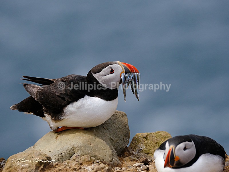  - Wildlife and Nature