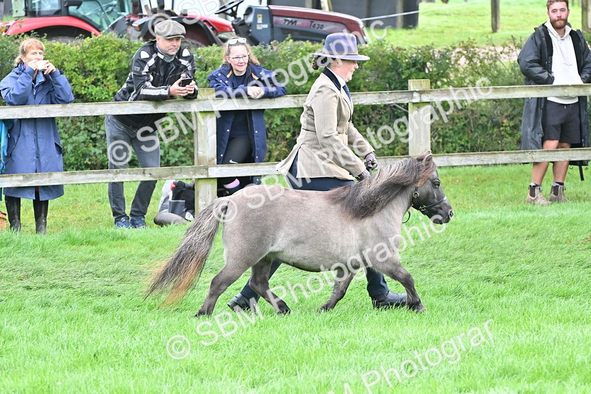 SBM_56939 - S45 - Coloured Pony In Hand