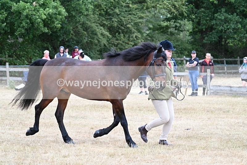 WJ7_9516 - Class 5 Most Handsome Gelding (up to 14.2hh)