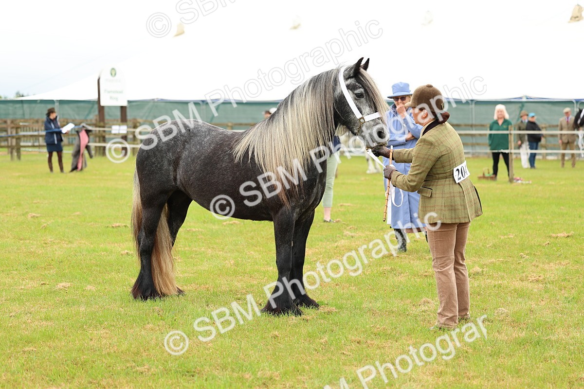 SBM_00388 - Class 58-67 - M&M Non Welsh Pony In hand