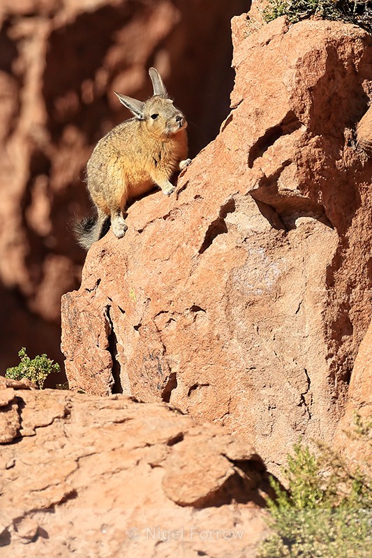 Viscacha climbing rock, Antofagasta Region, Chile - Viscacha