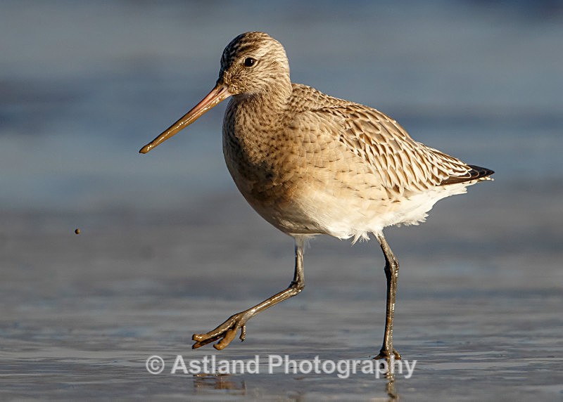 Astland Photography, Bird and Wildlife Images, Susan and Peter Wilson, U.K.