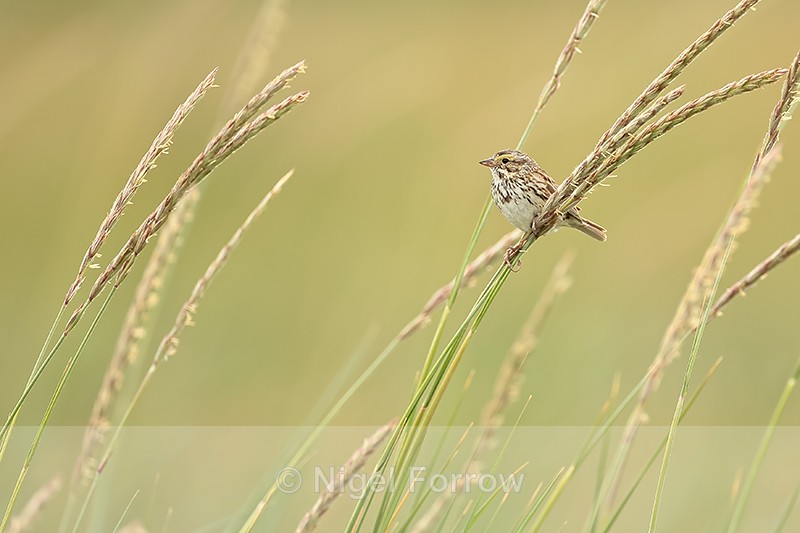 Savanna Sparrow perched on grass stems, Silver Salmon Creek, Alaska - Savannah Sparrow