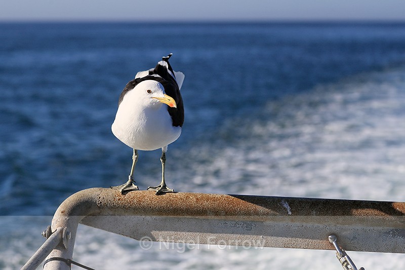 Kelp Gull hitches boat ride, Mossel Bay, South Africa - Kelp Gull