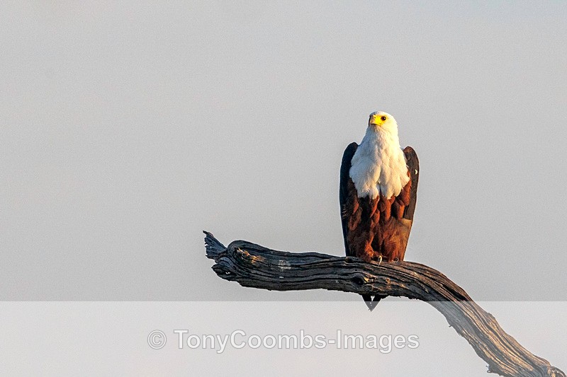 African Fish Eagle - Botswana ~ Birds