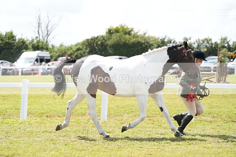 DSC07195 - Coloured Horse In Hand Championship
