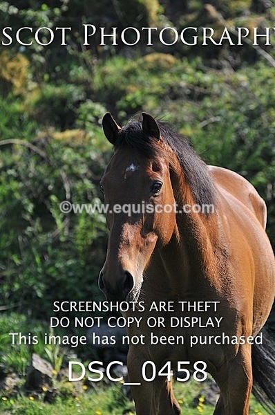 DSC_0458 - ARCHIVE REQUEST - Quincy and Guinness