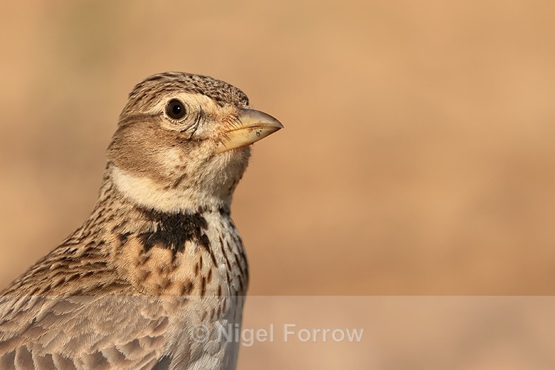 Calandra Lark head close-up, Montgai, Spain - Calandra Lark