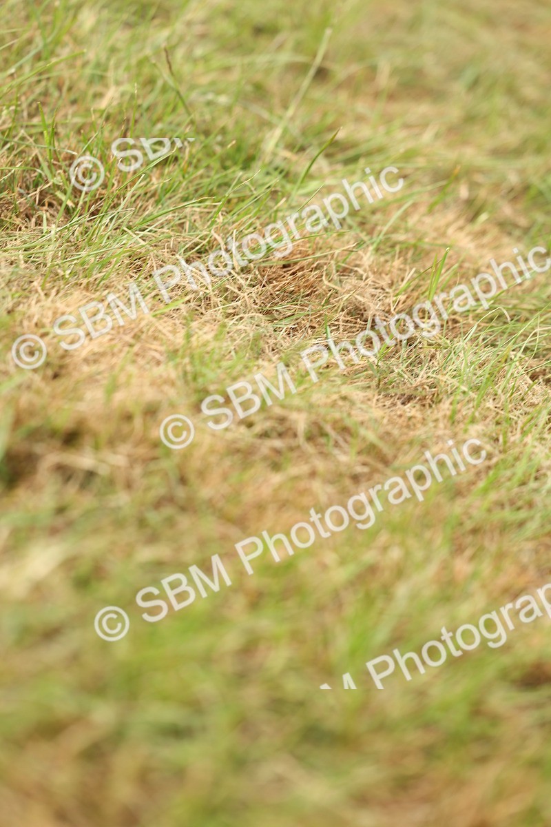SBM_07154 - Class 76-77 - Ridden M&M Welsh Ponies