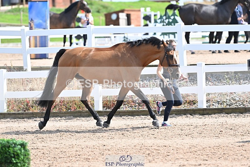 240717A-154235-02999 - Trot Up 3pm to 4pm