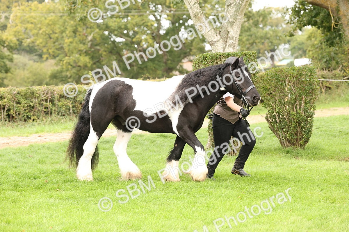 SBM_59294 - S57 - Traditional Cob In Hand