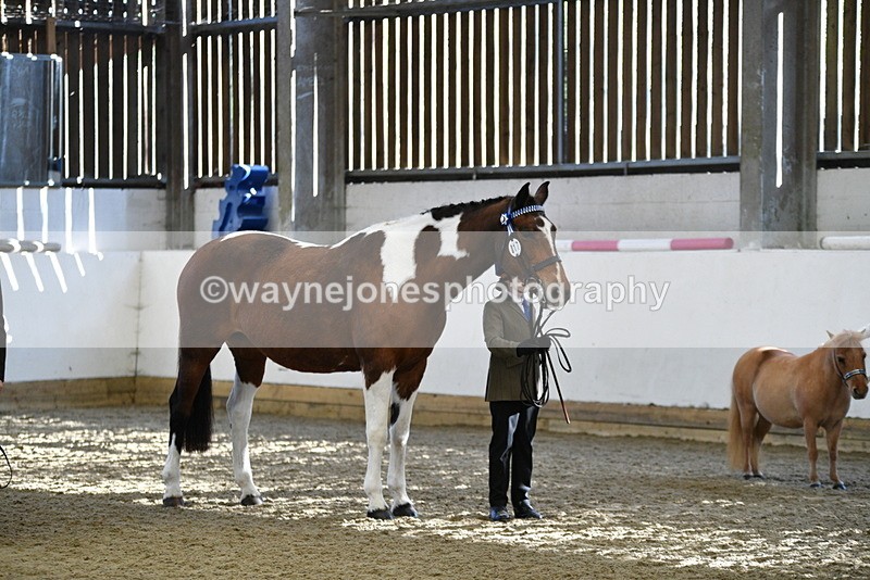 WJ5_3904 - Class 5 In Hand Veterans