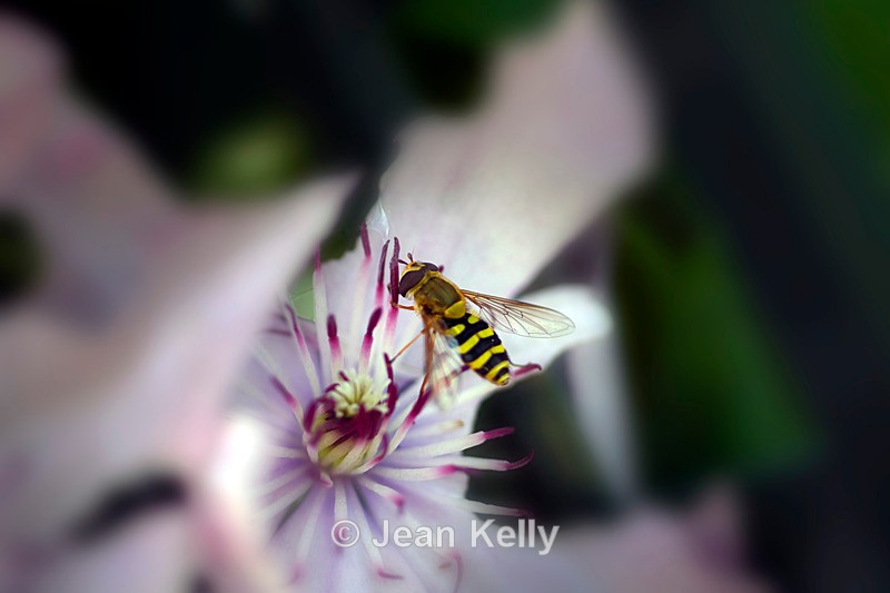 Hoverfly - DSC_4906_00002 - Insects