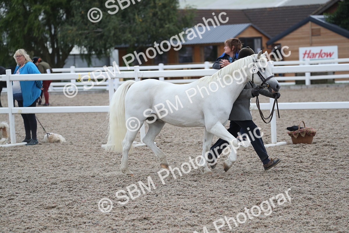 SBM_17949 - Class 317 IH Pure bred Horse/Pony
