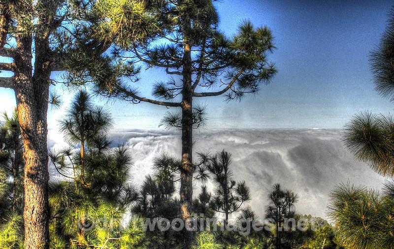 Tenerife view trees and cloud top HDR reduced - High Dynamic Range pictures