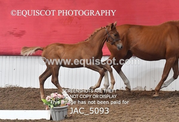 JAC_5093 - 9 Zinzipan