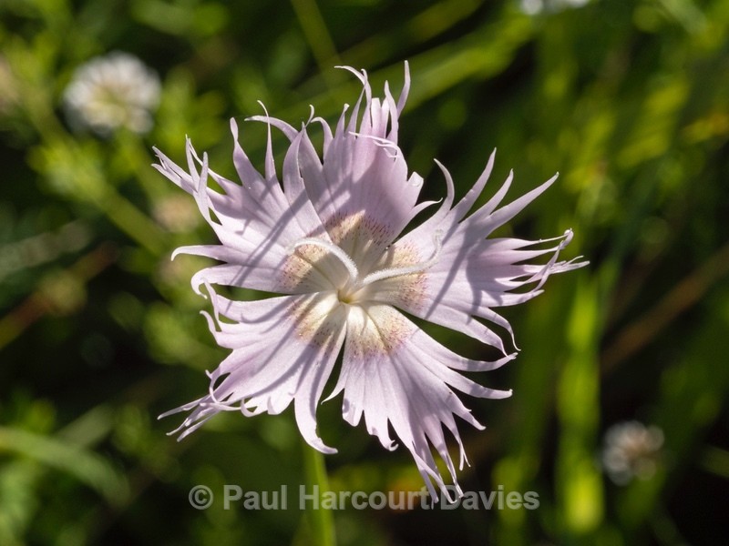 Fringed pink (Dianthus monspessulanus  also D. hyssopifolius)  - Wild Flowers 2020