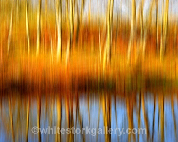  - Light In The Forest