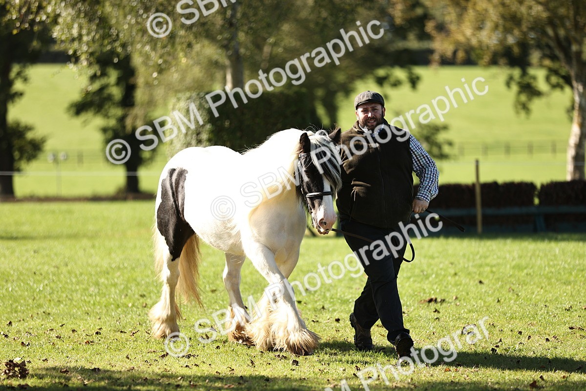 SBM_15948 - S1 - TSR in Hand Horse & Pony Showing