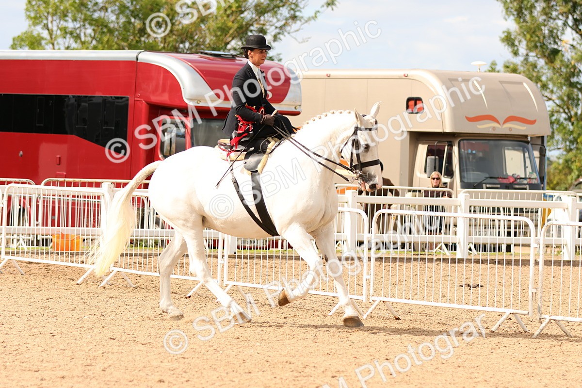 SBM_15923 - Class 216 - Best Side Saddle Horse-Pony