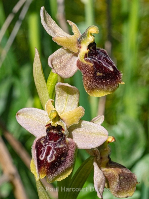 Ophry x surdii hybrid Ophrys between O. passionis subsp garganica x O. tenthredinifera subsp neglecta. - Gargano - Wild Orchids