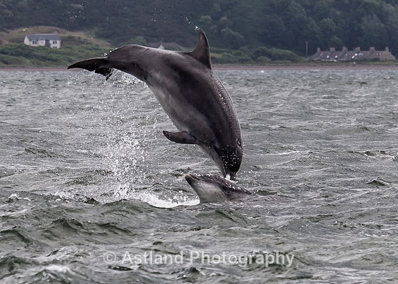 Astland Photography, Bird and Wildlife Images, Susan and Peter Wilson, U.K.
