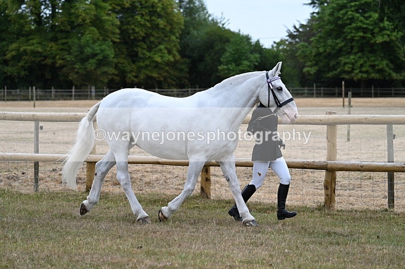 WJ7_8872 - Class 4a Prettiest Mare 14.2hh and over