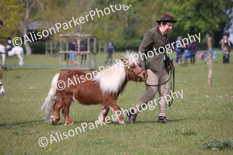 20260426-3129 - Class 26 - Shetland Ponies and Minitures