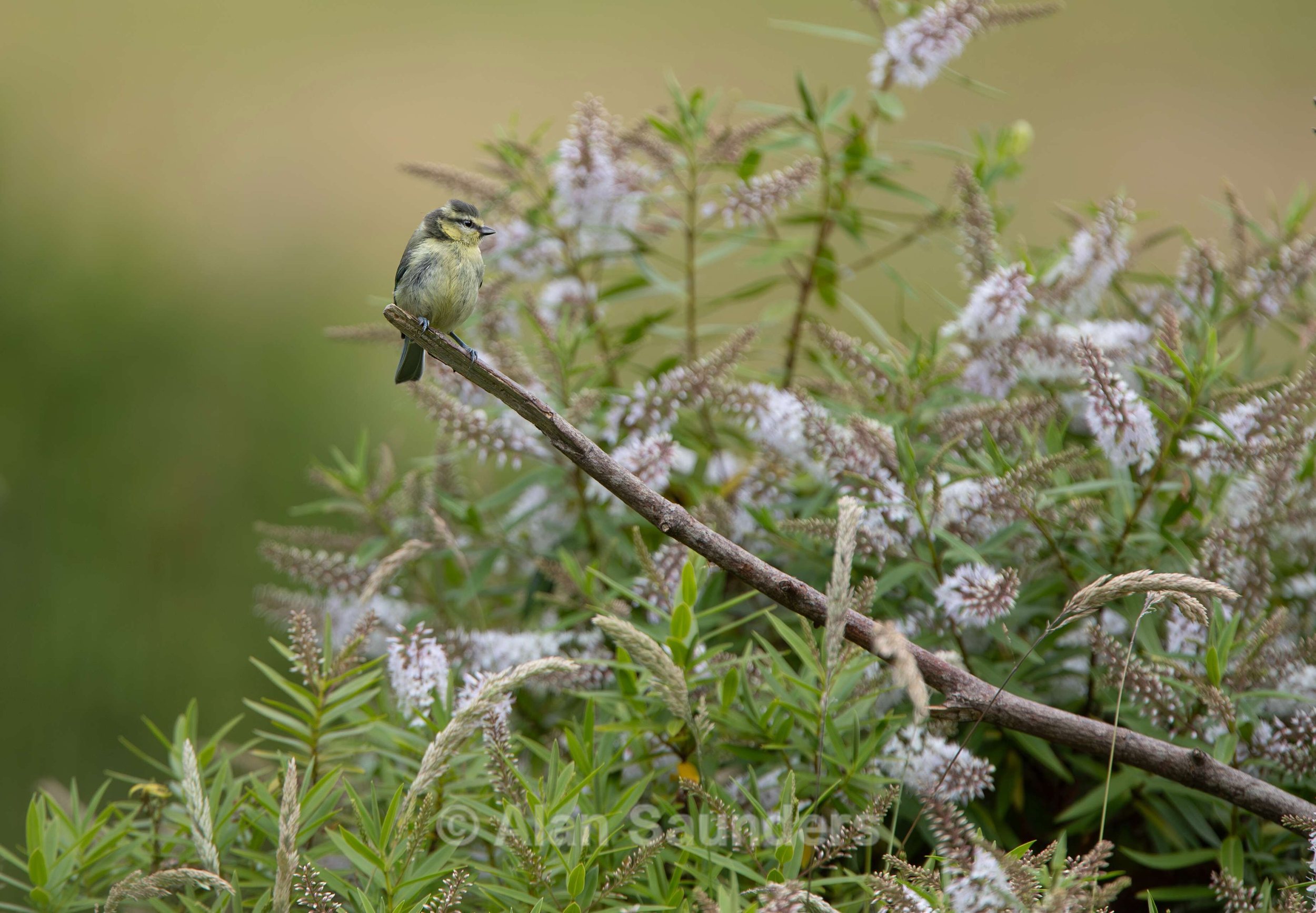 Blue Tit 1