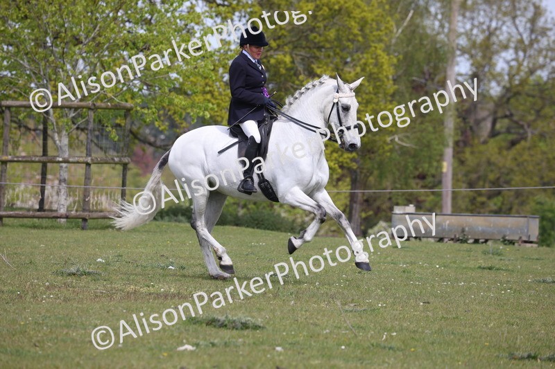 20260426-4457 - Class 34 - Best Riding Horse Over 14.2hh