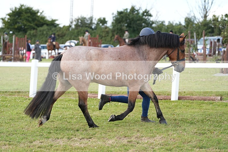 DSC05721 - Class 51: NPS M&M 4 years and over Large Breeds