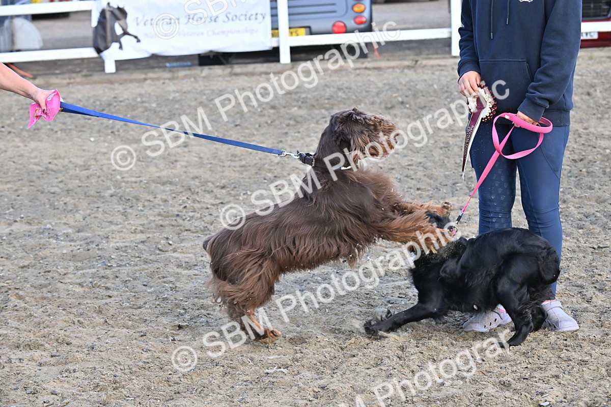 SBM_09513 - Lorry Dogs