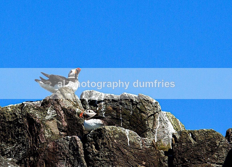 _CNP0398 - Farne Isles