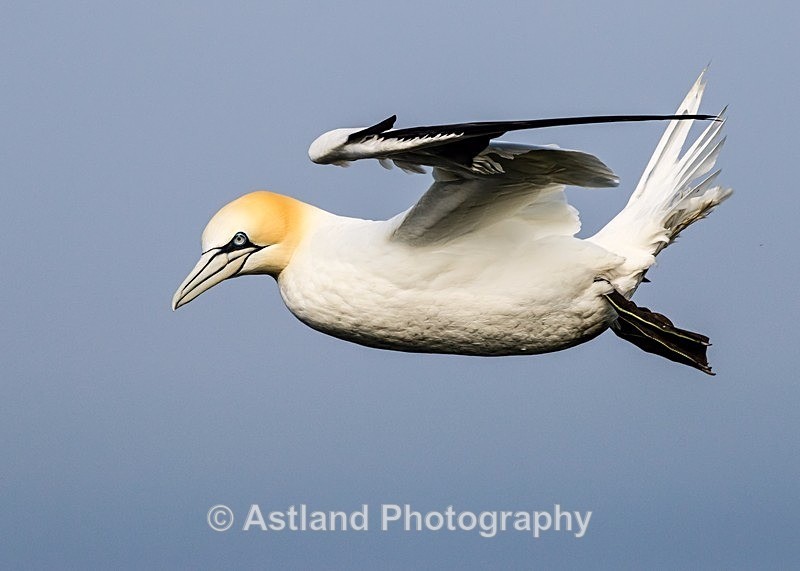 Astland Photography, Bird and Wildlife Images, Susan and Peter Wilson, U.K.