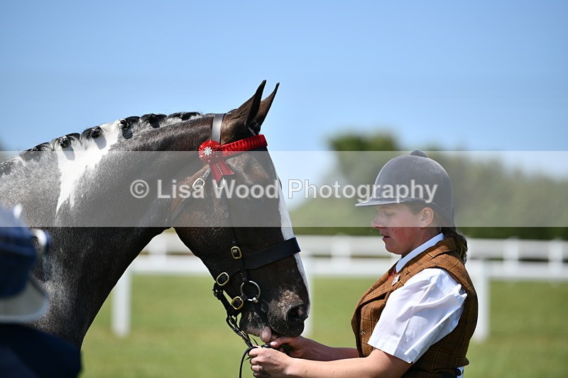 DSC_7527 - Class 63: Coloured Horse Youngstock