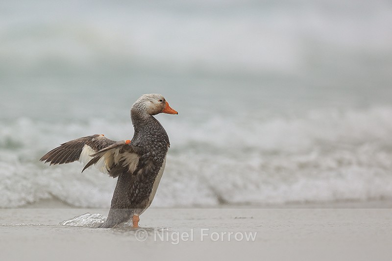 Steamer Duck (male) flapping wings, Saunders Island, Falklands - Falkland Flightless Steamerduck