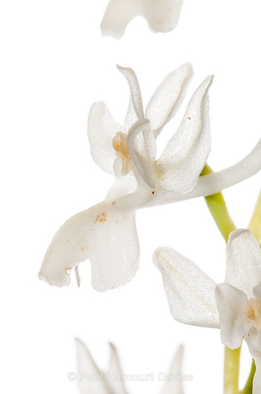  - WB: Orchids - Orchis