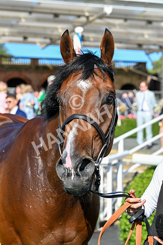 240726-Race 1-Jonny Concrete-0173 - Race 1 17.32pm eventmasters.co.uk Handicap