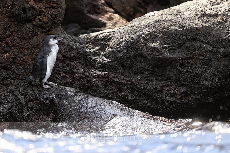 Galapagos Penguin (immature), Bartolome, Galapagos - Galapagos Penguin